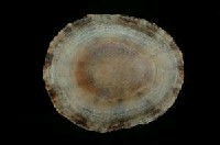斗笠螺藏品圖，第3張
